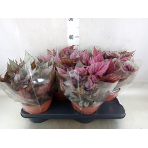 Begonia BD 'Beleaf'   ...mix