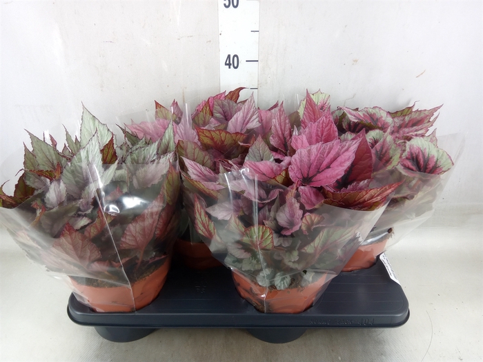 <h4>Begonia BD 'Beleaf'   ...mix</h4>