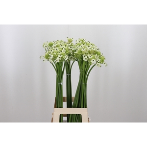 Ornithogalum Saundersiae