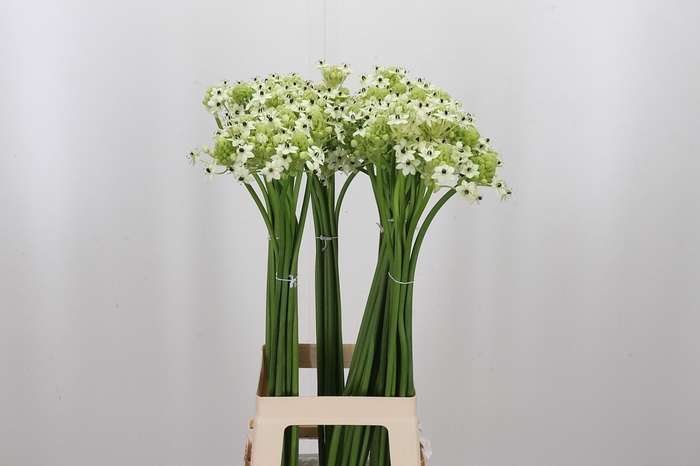 <h4>Ornithogalum Saundersiae</h4>
