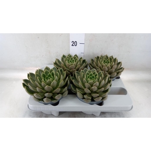 Echeveria ...not flowering