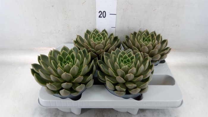 <h4>Echeveria   ...not flowering</h4>