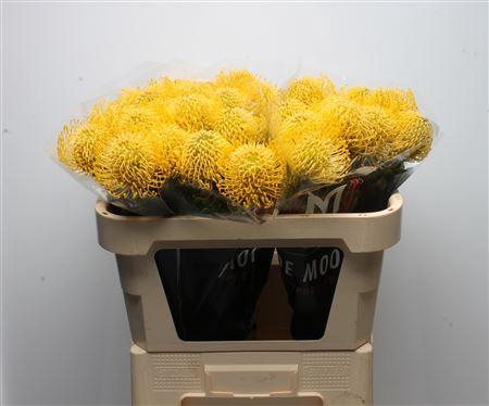 <h4>Leuco High Gold</h4>