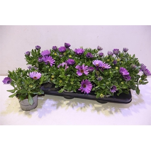 Osteo Fp Purple Blue