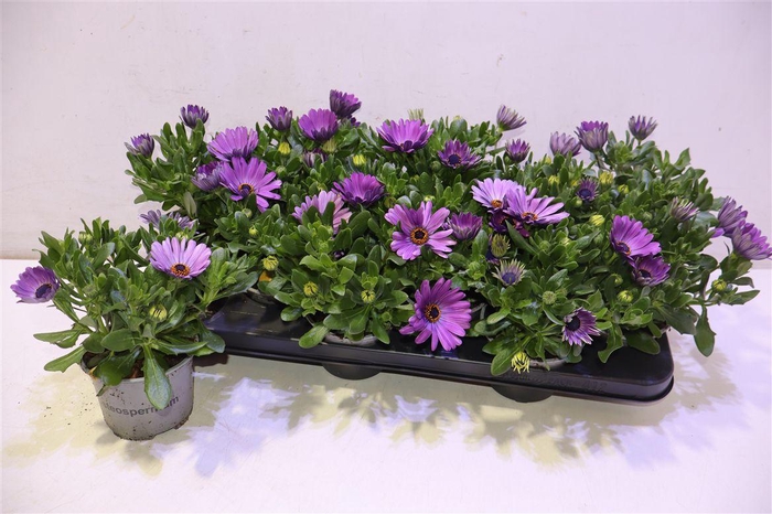 <h4>arr8 Osteo Fp Purple Blue</h4>