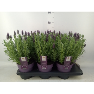 Lavandula stoec. 'Anouk'