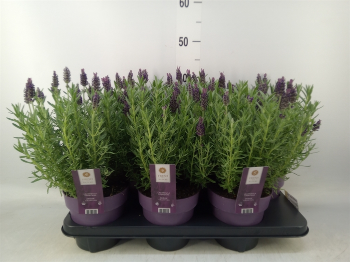 <h4>Lavandula stoec. 'Anouk'</h4>