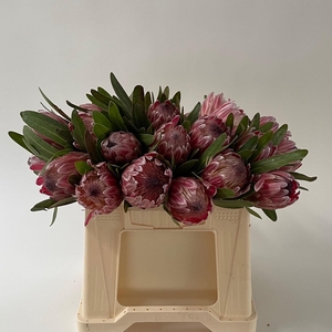 PROTEA PINK ICE
