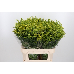 Solidago Carzan Glor