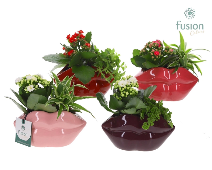 <h4>Keramiek Lippen planter met Arrangement</h4>
