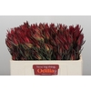 Leucadendron Fireglow Spray