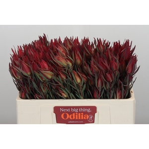 Leucadendron Fireglow Spray