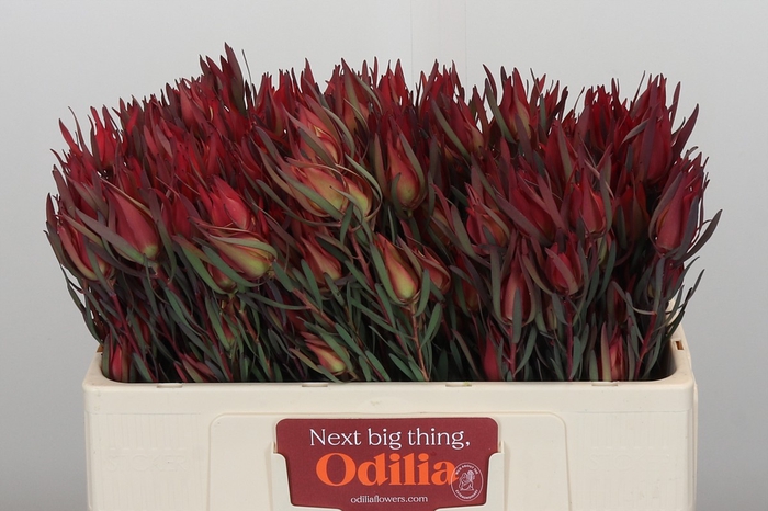 <h4>Leucadendron Fireglow Spray</h4>