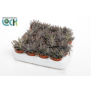 Kalanchoë Tubiflora