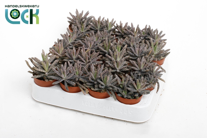 <h4>Kalanchoë Tubiflora</h4>