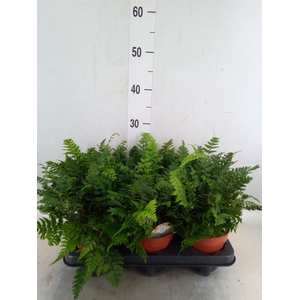 Polystichum tsussimense