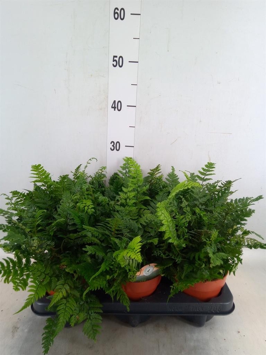 <h4>Polystichum tsussimense</h4>
