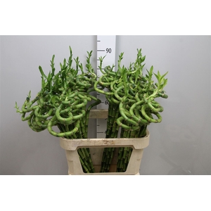 Drac Lucky Bamboo 80cm