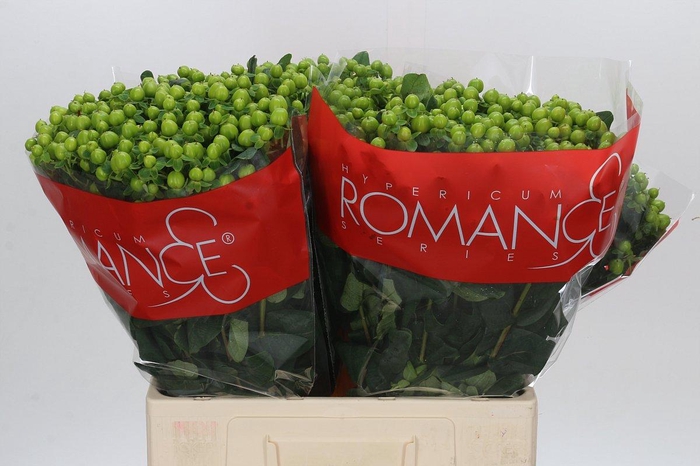 Hypericum Lucky Romance