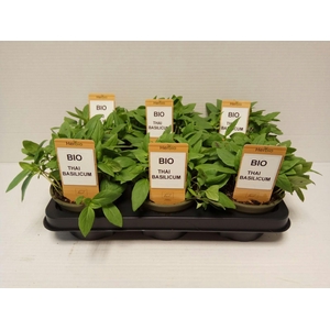 Basilicum Thaï  P12 HERBIO steker