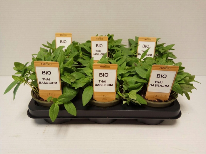 <h4>Basilicum Thaï P12 HERBIO steker</h4>
