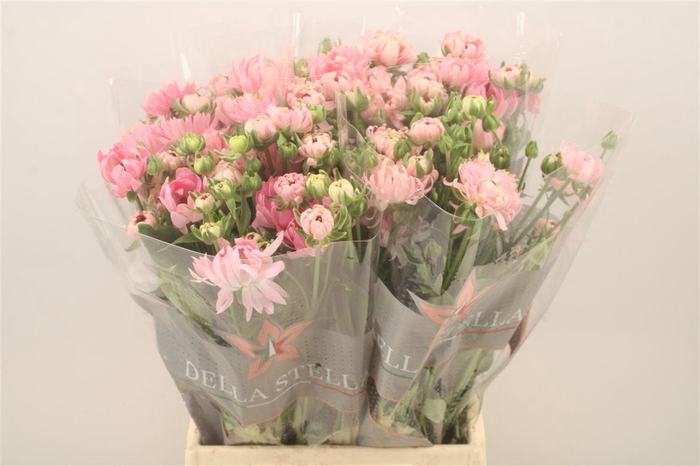 <h4>Ran N Moderna Venus</h4>