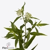 Asclepias ice ballet