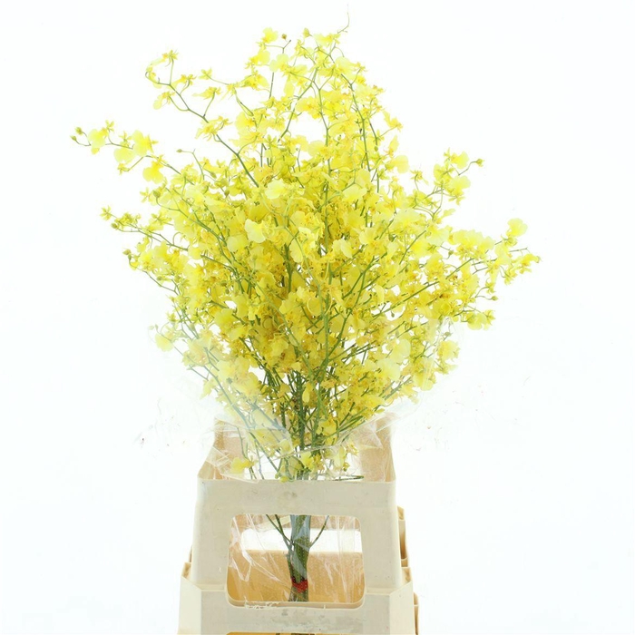 <h4>ONCIDIUM</h4>