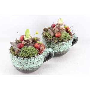 arr4 Amaryllis MB - Luxe mok x6 RED