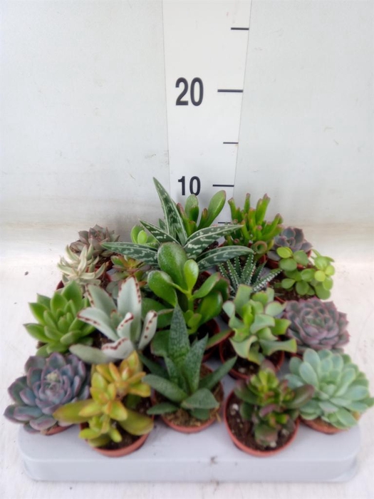 <h4>Succulents ...</h4>