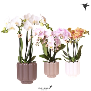 Kolibri Orchids Phalaenopsis mix 3 spike in Retro pot sand mix
