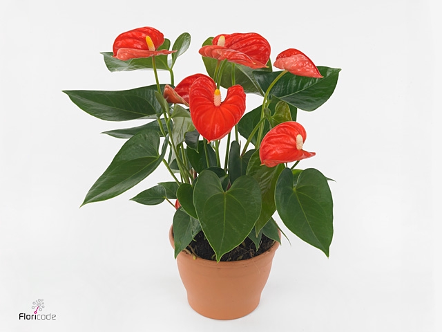 Anthurium andr. 'Sierra Orange'