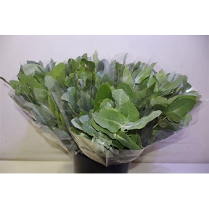 Euca Potlood ( Robusta ) X10