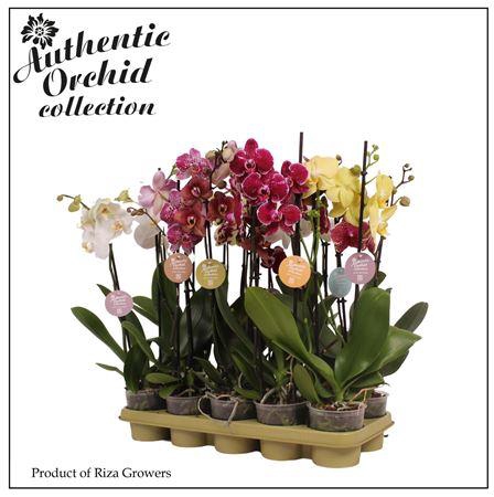 <h4>Phalaenopsis Mix 2 Spike - 12cm ?</h4>