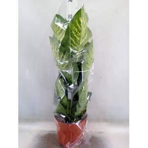 Dieffenbachia seg. 'Maroba'