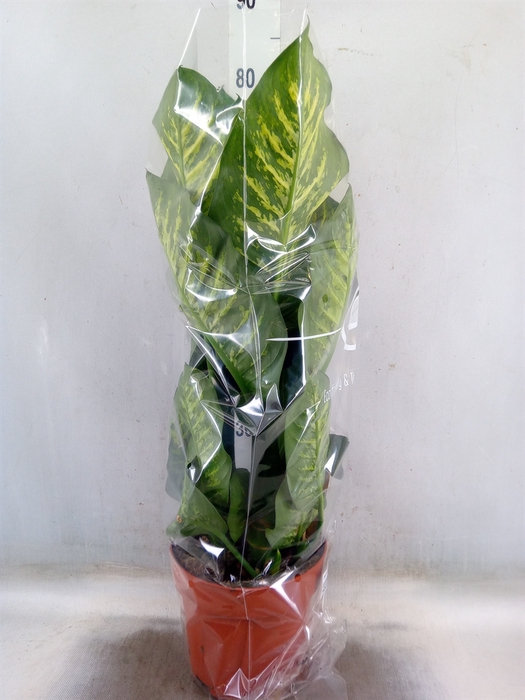 <h4>Dieffenbachia seg. 'Maroba'</h4>