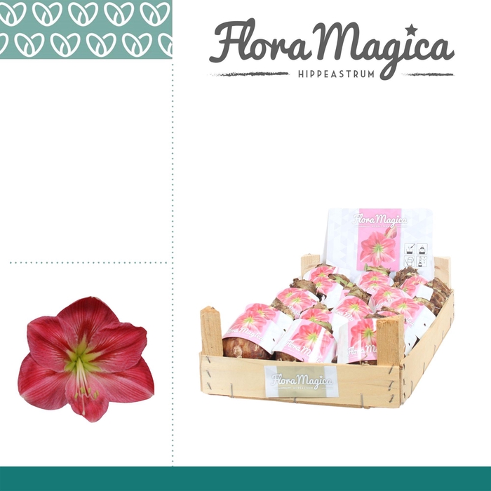 <h4>Amaryllis 28/30 Bulb Roze in Wooden Crate</h4>