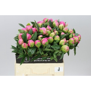 Paeonia Jacorma Ex