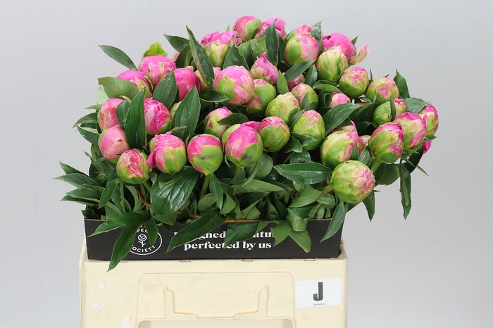 <h4>Paeonia Jacorma Ex</h4>