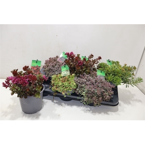 arr8 Sedum Gem