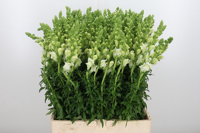 <h4>Antir Antibes White</h4>