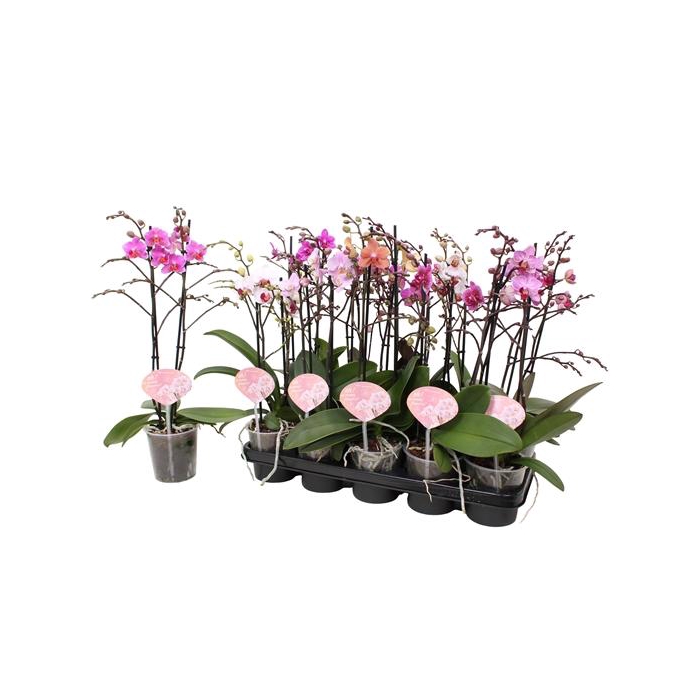 <h4>Phal. Multiflora 2-tak mix "Oh! etiket" 30+ vertakt 6 kleuren</h4>