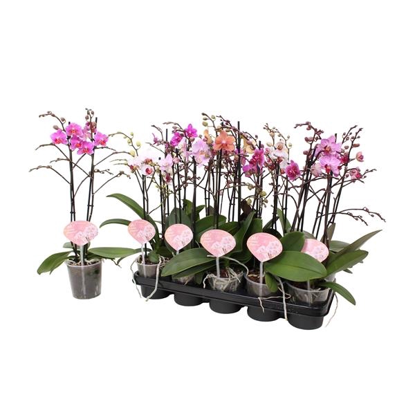 Phal. Multiflora 2-tak mix 