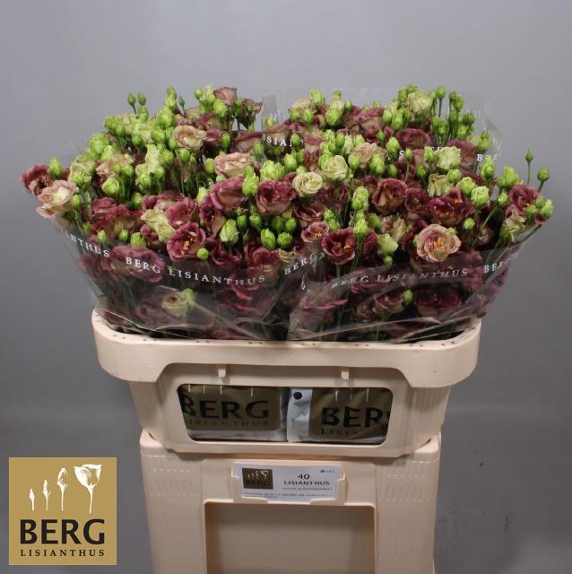 <h4>EUS G ROSAN BROWN</h4>