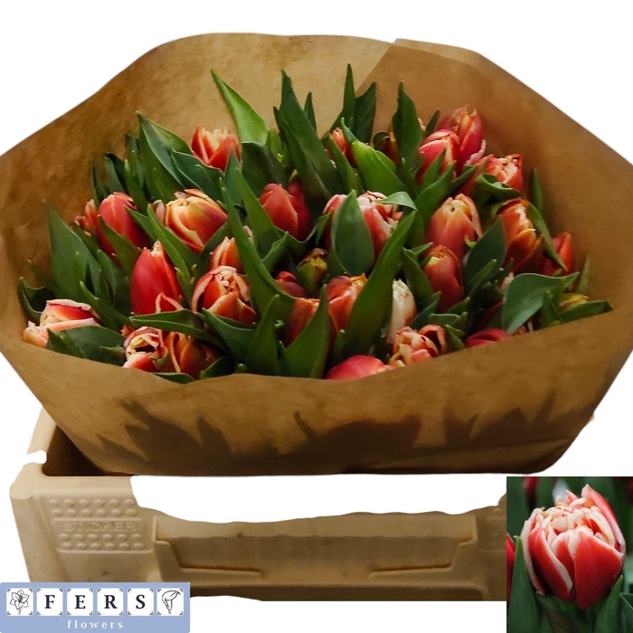 <h4>TU DU CONCORDE</h4>