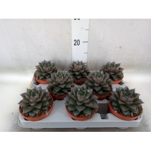 Echeveria   ...not flowering