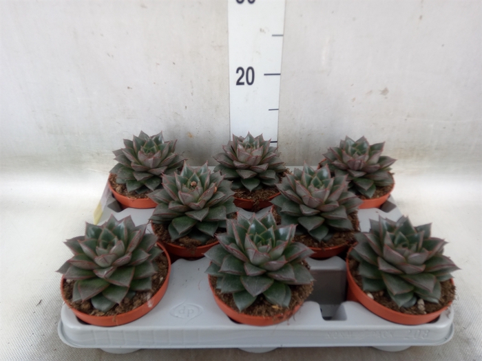 <h4>Echeveria   ...not flowering</h4>