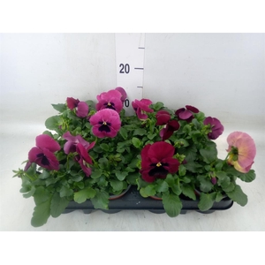 Viola wr. 'Delta Rose Surprise'