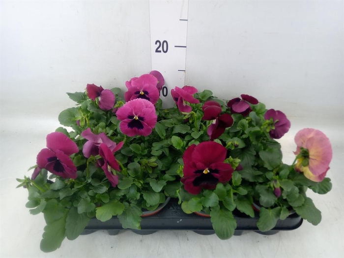 <h4>Viola wr. 'Delta Rose Surprise'</h4>