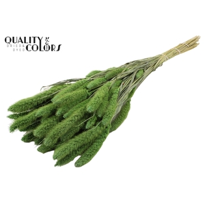 Setaria per bunch Frosted Mint green